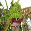 Dubai-2011-2